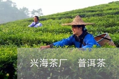 兴海茶厂 普洱茶/2023031639617